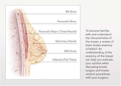 illustration-breast-anatomy