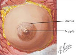 nipple areola